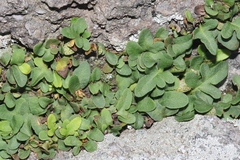 Pleopeltis riograndensis