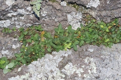 Pleopeltis riograndensis