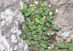 Pleopeltis riograndensis