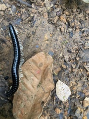 Tachypodoiulus niger