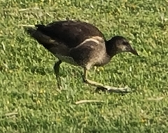 Gallinula chloropus meridionalis