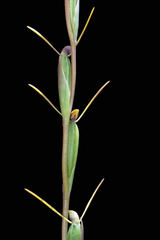 Orthoceras strictum