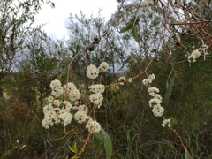 Eucalyptus pauciflora pauciflora