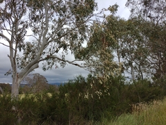 Eucalyptus pauciflora pauciflora