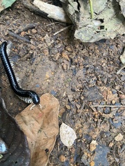 Tachypodoiulus niger