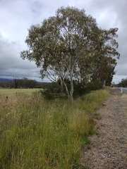 Eucalyptus pauciflora pauciflora