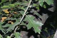 Quercus gravesii