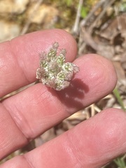 Antennaria parlinii