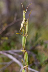 Orthoceras strictum