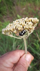 Mausoleopsis amabilis