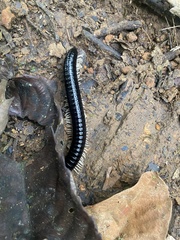 Tachypodoiulus niger