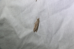 Leistarcha scitissimella