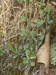 Antennaria parlinii