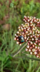 Leucocelis