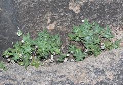 Notholaena standleyi