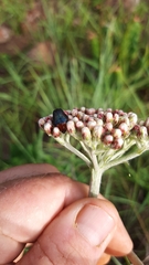 Leucocelis