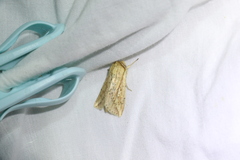 Mythimna decisissima