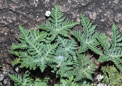 Notholaena standleyi