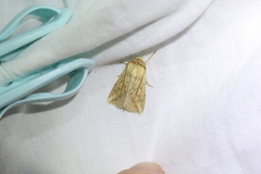 Mythimna decisissima