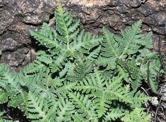 Notholaena standleyi