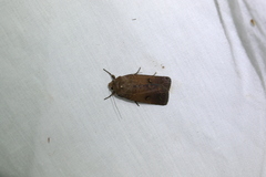 Proteuxoa hypochalchis