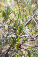 Orthoceras strictum