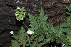 Notholaena standleyi