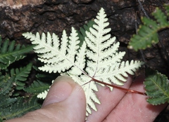 Notholaena standleyi