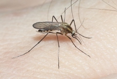 Aedes trivittatus