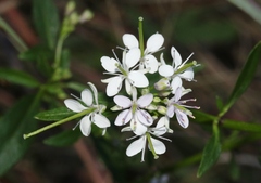 Thelypodium wrightii