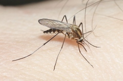 Aedes trivittatus