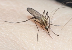 Aedes trivittatus