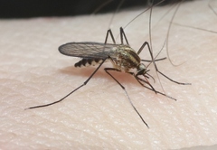Aedes trivittatus