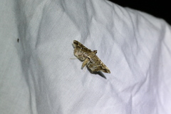 Merodictya marmorata