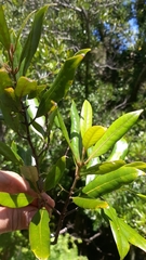 Elaeocarpus dentatus