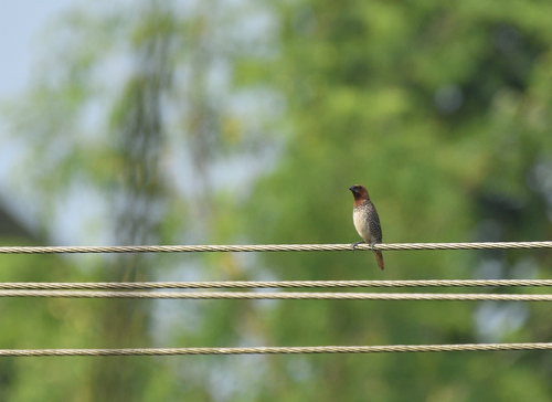 Scaly-breasted Munia (Lonchura punctulata), photo 4