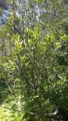 Elaeocarpus dentatus