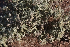 Buddleja scordioides