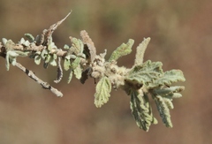 Buddleja scordioides