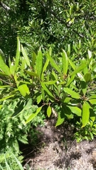 Elaeocarpus dentatus