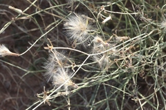 Lygodesmia ramosissima