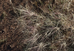 Scleropogon brevifolius