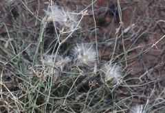 Lygodesmia ramosissima