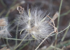 Lygodesmia ramosissima