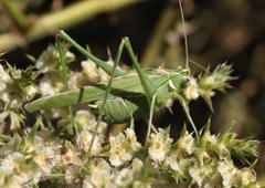 Insara elegans