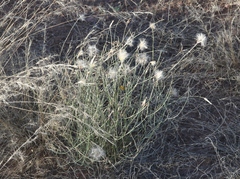 Lygodesmia ramosissima