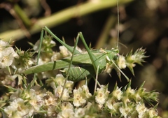Insara elegans