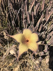 Stapelia gigantea