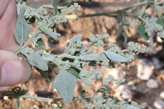 Chenopodium incanum