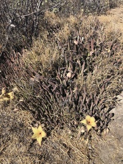 Stapelia gigantea